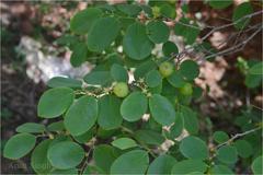 Cleistanthus collinus